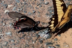 Battus polydamas