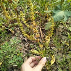 Rumex maritimus