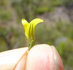 Aspalathus ericifolia ericifolia