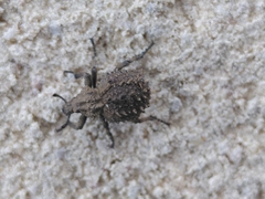 Brachycerus muricatus