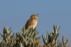 Anthus bogotensis