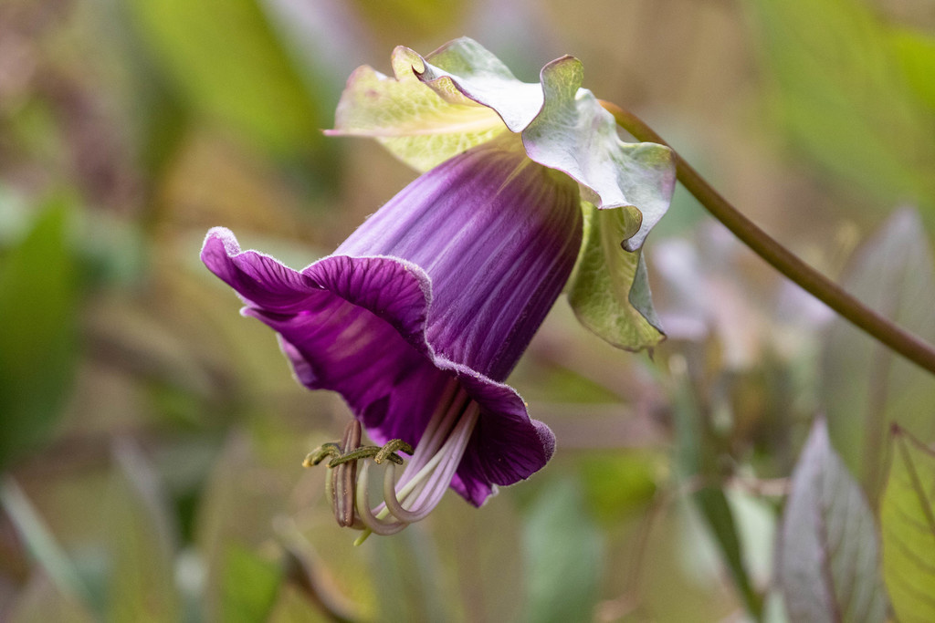 Cobaea scandens from Cueva Blanca - Santa Bárbara on 2020년 08월 10일 (월) at 12:41 오후 by thibaudaronson · iNaturalist... 