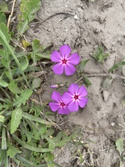 Phlox glabriflora