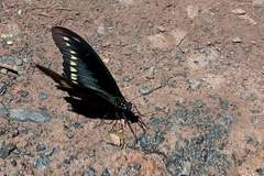 Battus polydamas
