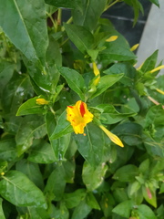 Mirabilis jalapa