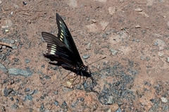 Battus polydamas