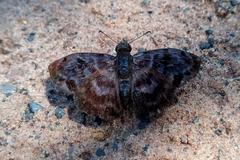 Ebrietas