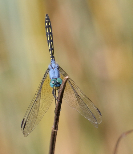 Jaunty Dropwing photo 3