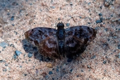Ebrietas