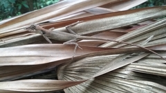 Monilesaurus ellioti