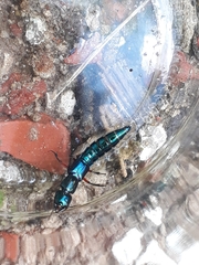 Eulissus chalybaeus