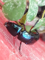 Eulissus chalybaeus