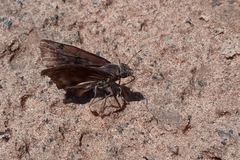 Pellicia