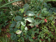 Toxicodendron orientale