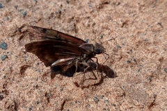 Pellicia