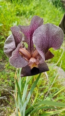 Iris atrofusca