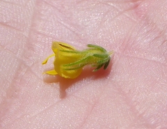 Aspalathus ericifolia ericifolia
