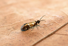 Micropterix aruncella