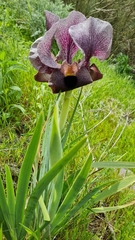 Iris atrofusca