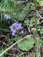 Veronica regina-nivalis