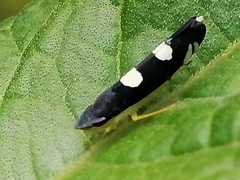 Pachitea subflava