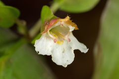 Torenia polygonoides