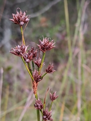 Cladium mariscoides