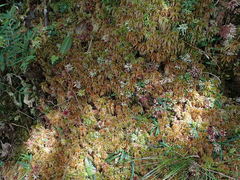 Sphagnum cuspidatulum