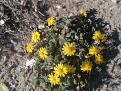 Senecio transiens