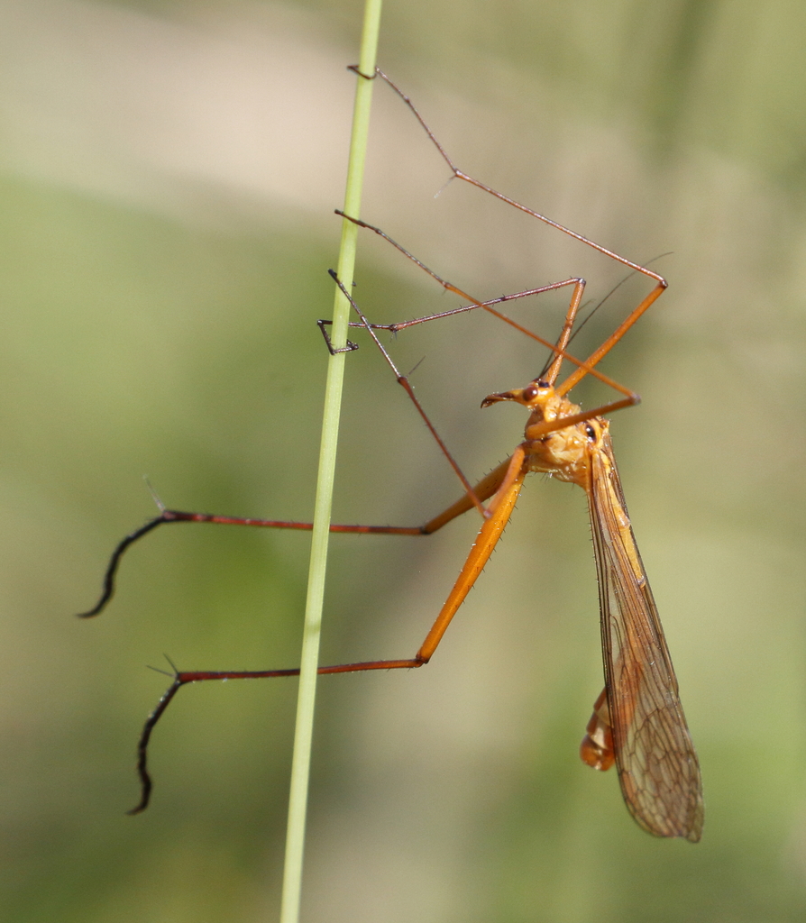 Bittacus kimminsi