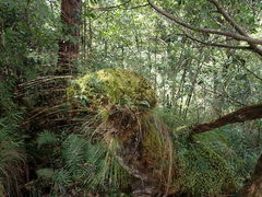 Trichophorum subcapitatum