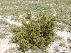 Juniperus pinchotii