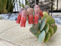 Kalanchoe marnieriana