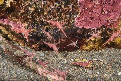 Rhynchocinetes durbanensis