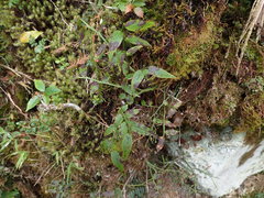 Vaccinium japonicum lasiostemon