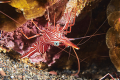 Rhynchocinetes durbanensis