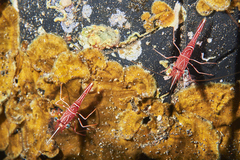 Rhynchocinetes durbanensis