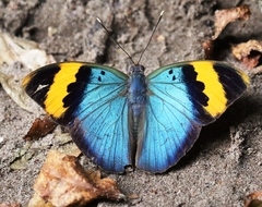 Euphaedra neophron
