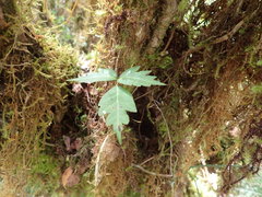 Toxicodendron orientale