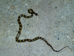 Lycodon travancoricus