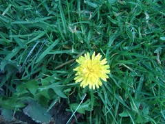 Taraxacum officinale