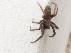 Segestria florentina