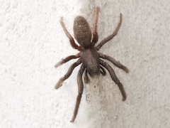 Segestria florentina