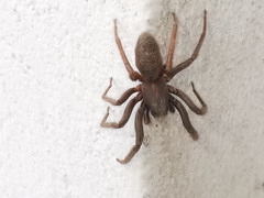 Segestria florentina