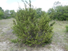 Juniperus pinchotii
