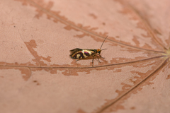 Micropterix schaefferi