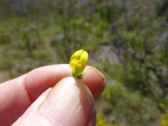 Aspalathus ericifolia ericifolia
