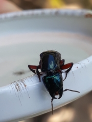 Eulissus chalybaeus