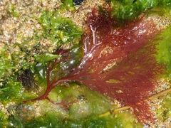 Sphaerococcus coronopifolius