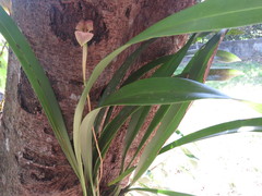 Maxillaria egertoniana